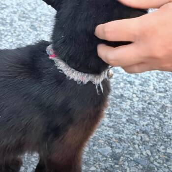 River -  Domestic Short Hair Cat for Adoption in Pennsville Township, New Jersey - River | PetCurious
