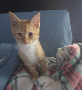 Floatie26 -  Domestic Medium Hair Cat for Adoption in Youngsville, North Carolina - Floatie26 | PetCurious
