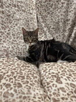 Rescue Tabby and Domestic Medium Hair Cats for Adoption in Social Circle, Georgia - Calphalon | PetCurious