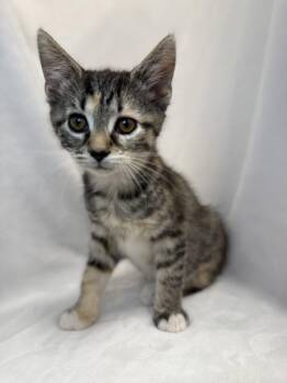Sequin -  Domestic Short Hair and Tabby Cat for Adoption in Greensboro, North Carolina - Sequin | PetCurious