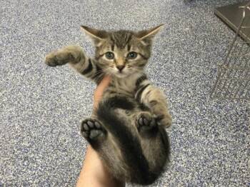 A1930044 -  Domestic Short Hair Cat for Adoption in Thousand Palms, California - A1930044 | PetCurious