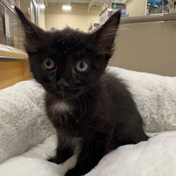 Avery -  Domestic Short Hair Cat for Adoption in NEW PT RICHEY, Florida - Avery | PetCurious