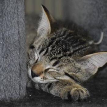 Sven -  Domestic Short Hair Cat for Adoption in Buffalo, New York - Sven | PetCurious