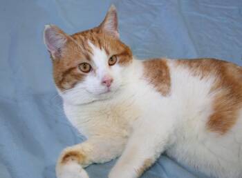 Tabby Cats Available for Adoption in Victoria, Minnesota - Stormy | PetCurious