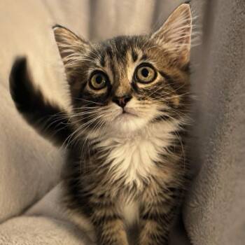 Violet (Ragdoll) -  Ragdoll Cat for Adoption in Tampa, Florida - Violet (Ragdoll) | PetCurious