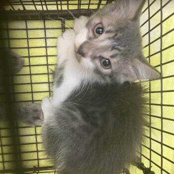 Shirley -  Domestic Short Hair Cat for Adoption in Galveston, Texas - Shirley | PetCurious
