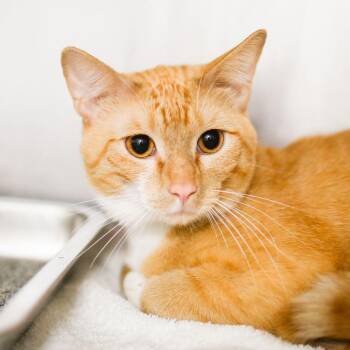 Domestic Short Hair Cats Available for Adoption in Dover, New Hampshire - Leo | PetCurious