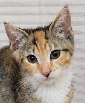 Kitten Yasso -  Tabby and Calico Cat for Adoption in Cuyahoga Falls, Ohio - Kitten Yasso | PetCurious