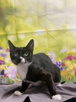 Sara -  Domestic Short Hair Cat for Adoption in San Antonio, Texas - Sara | PetCurious