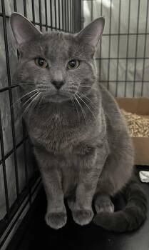 Rescue Domestic Short Hair Cats for Adoption in Westfield, Massachusetts - Horton | PetCurious