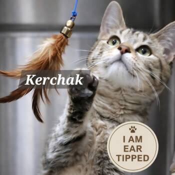 Domestic Short Hair Cats Available for Adoption - Kerchak | PetCurious