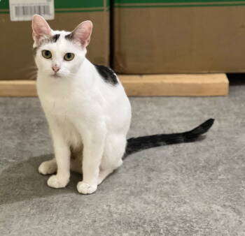 Rescue Turkish Van and Domestic Short Hair Cats for Adoption in Battle Ground, Washington - CM - Chacha Mama | PetCurious