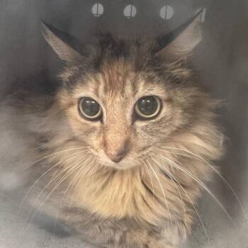 Feral Jenny -  Domestic Long Hair Cat for Adoption in Columbiana, Alabama - Feral Jenny | PetCurious