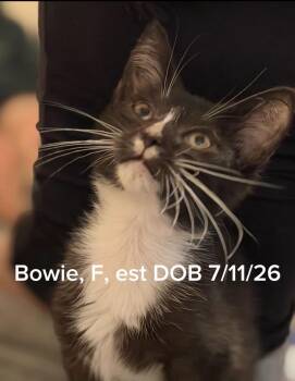 Bowie -  Domestic Long Hair and Tuxedo Cat for Adoption in Shrewsbury, Massachusetts - Bowie | PetCurious