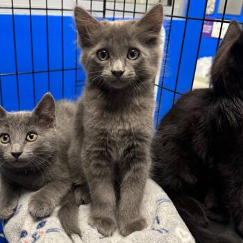Flint -  Domestic Medium Hair and Russian Blue Cat for Adoption in Sunnyvale, California - Flint | PetCurious