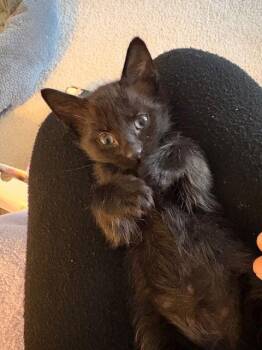 Domestic Short Hair Cats Available for Adoption - Mouse | PetCurious