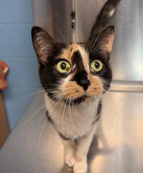 PACHINKO -  Domestic Short Hair Cat for Adoption in Minneapolis, Minnesota - PACHINKO | PetCurious