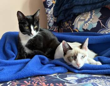 Domino -  Tuxedo Cat for Adoption in Alameda, California - Domino | PetCurious