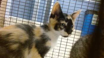 MIU -  Domestic Short Hair Cat for Adoption in Doral, Florida - MIU | PetCurious