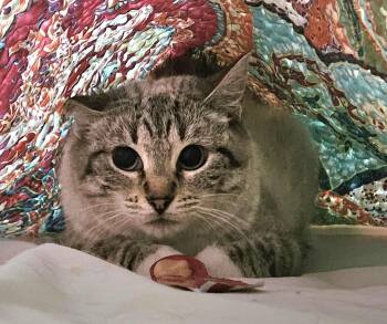 Rescue Siamese Cats for Adoption in Grand Forks, North Dakota - MARSHMELLOW | PetCurious