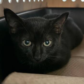 Magic -  Domestic Short Hair Cat for Adoption in Trenton, New Jersey - Magic | PetCurious