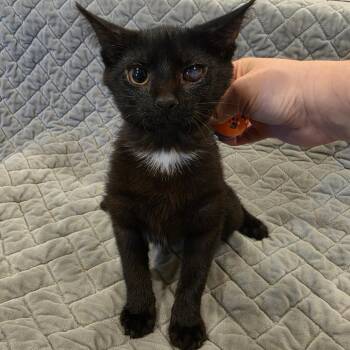 Gouda -  Domestic Short Hair Cat for Adoption in Tipton, Indiana - Gouda | PetCurious