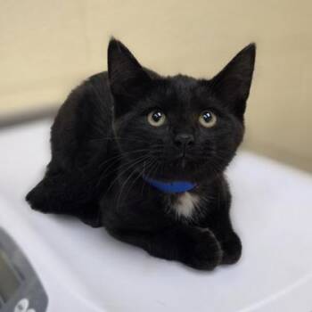 Benny -  Domestic Short Hair Cat for Adoption in Westland, Michigan - Benny | PetCurious