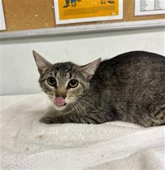 A884776 -  Domestic Short Hair Cat for Adoption in Camarillo, California - A884776 | PetCurious