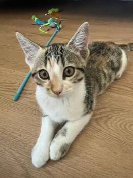 Domestic Short Hair Cats Available for Adoption in Oceanside, California - Biscotti | PetCurious
