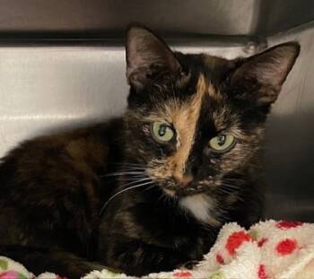 Rescue Domestic Short Hair Cats for Adoption in Columbia City, Indiana - Kai | PetCurious