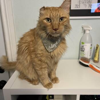 HEATHCLIFF - A TEXAS-SIZED SURVIVOR -  Domestic Long Hair Cat for Adoption in Plano, Texas - HEATHCLIFF - A TEXAS-SIZED SURVIVOR | PetCurious