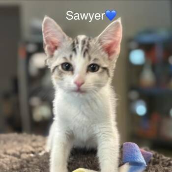 Domestic Short Hair Cats Available for Adoption in Peachtree City, Georgia - Sawyer | PetCurious
