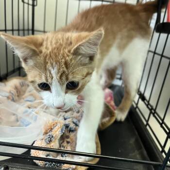 Goldfish -  Domestic Short Hair Cat Available for Adoption in Greensboro, North Carolina - Goldfish | PetCurious