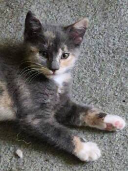 Sugar -  Domestic Short Hair Cat for Adoption - Sugar | PetCurious