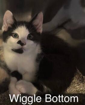 Wiggle Bottom -  Domestic Short Hair Cat for Adoption in Topsham, Maine - Wiggle Bottom | PetCurious