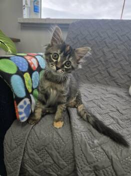 Jam -  Domestic Medium Hair Cat for Adoption in Blaine, Minnesota - Jam | PetCurious