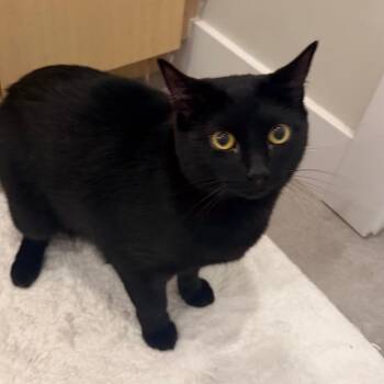 Midnight Mitchell -  Domestic Short Hair Cat for Adoption in Eagle Mountain, Utah - Midnight Mitchell | PetCurious