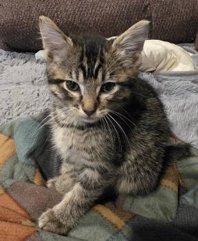 Bellamy -  Domestic Short Hair Cat for Adoption in Fruit Heights, Utah - Bellamy | PetCurious
