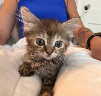 MIKO -  Domestic Medium Hair Cat for Adoption in Louisville, Kentucky - MIKO | PetCurious