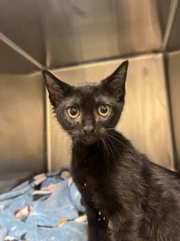 BURRITO -  Domestic Short Hair Cat for Adoption in Hagerstown, Maryland - BURRITO | PetCurious