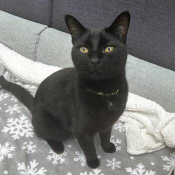 Nicky -  Domestic Short Hair Cat for Adoption in Maple Ridge, British Columbia - Nicky | PetCurious