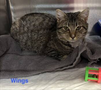 Tabby Cats Available for Adoption in Las Vegas, Nevada - Wings | PetCurious