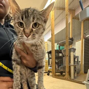 Domestic Short Hair Cats Available for Adoption in Madison, Wisconsin - Izzy | PetCurious