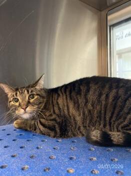 Domestic Short Hair Cats Available for Adoption in North Richland Hills, Texas - Spooky | PetCurious