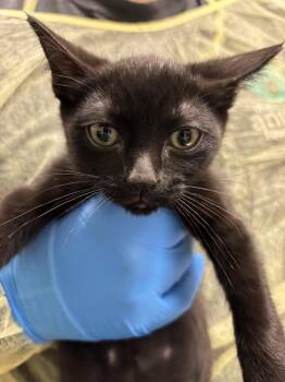 Domestic Short Hair Cats Available for Adoption - DAXTER | PetCurious