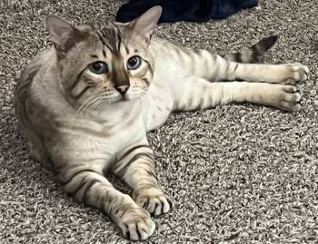 Rescue Domestic Short Hair Cats for Adoption - Kashmir | PetCurious