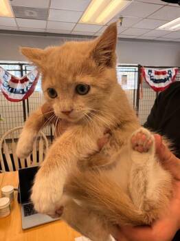 Roo -  Domestic Short Hair Cat for Adoption in Heber City, Utah - Roo | PetCurious