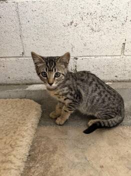 Richard -  Domestic Short Hair Cat for Adoption in Ontario, California - Richard | PetCurious