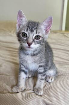 Lily -  Domestic Short Hair Cat for Adoption in Hudson, New York - Lily | PetCurious