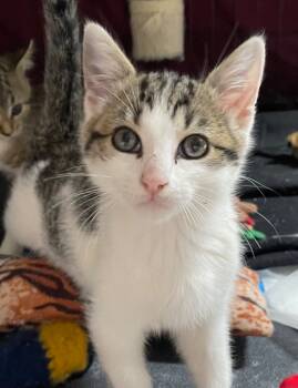 Rescue Domestic Short Hair Cats for Adoption in Newnan, Georgia - * Cypher | PetCurious